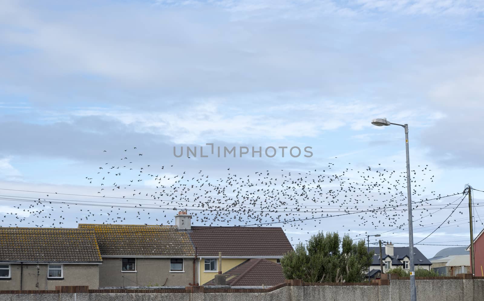 flock of starlings above the roofs of a housing estate