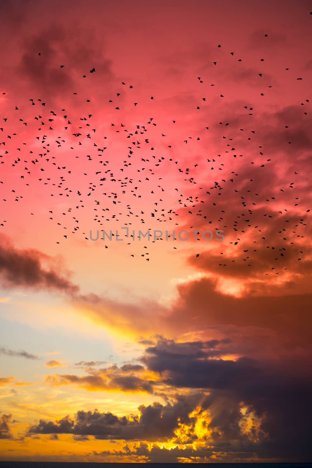 flocks of starlings flying into a red yellow sunset sky by morrbyte