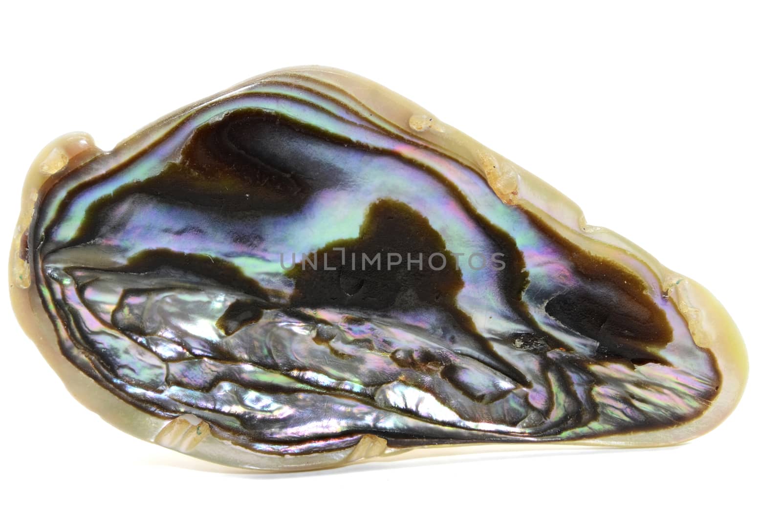 Sample of a beautiful Abalone Shell specimen isolated on white background