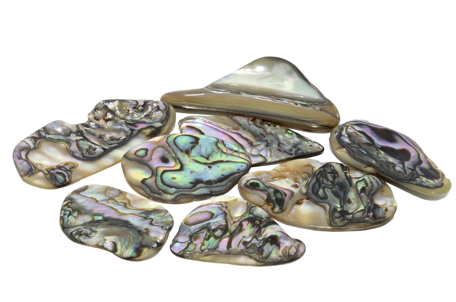 Set of a beautiful Abalone Shell specimen isolated on white background