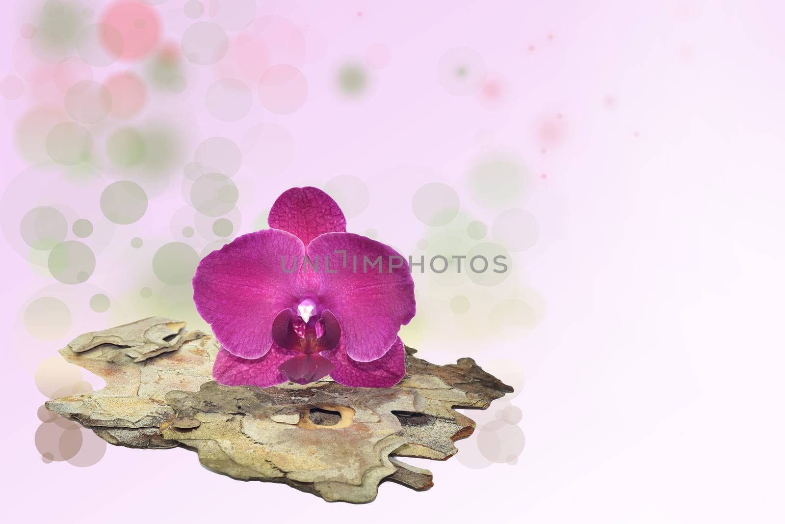 Pink orchid on a tree bark and bokeh background by stellar