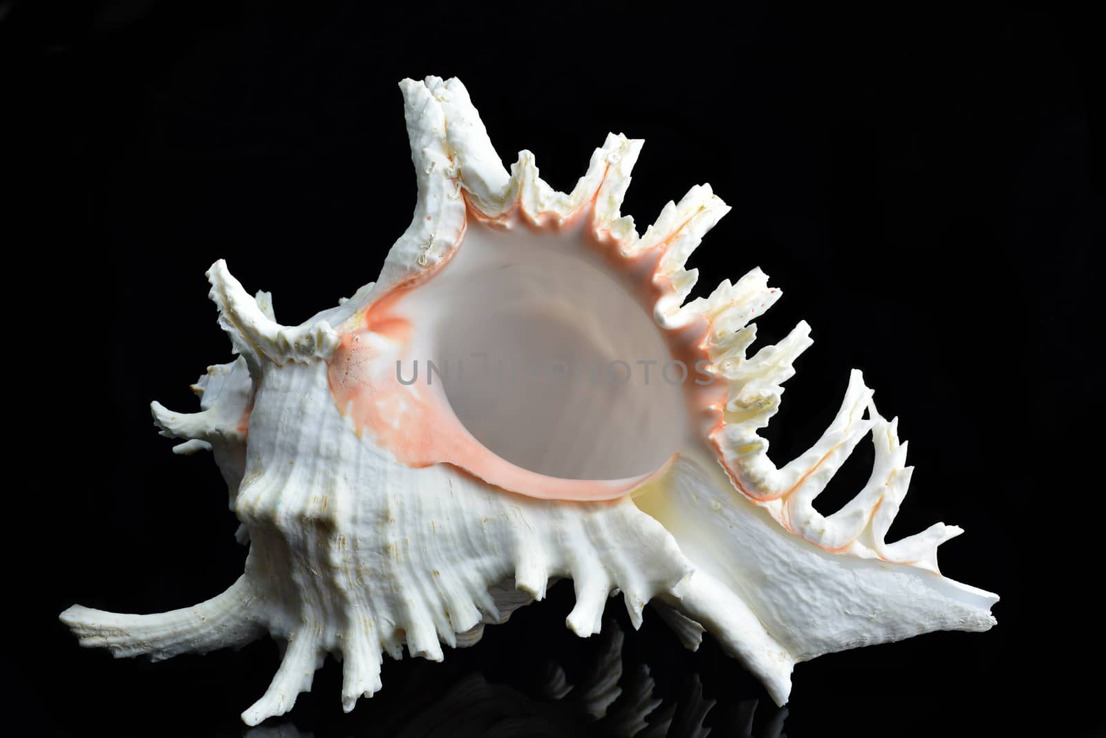 Seashell Chicoreus ramosus by stellar