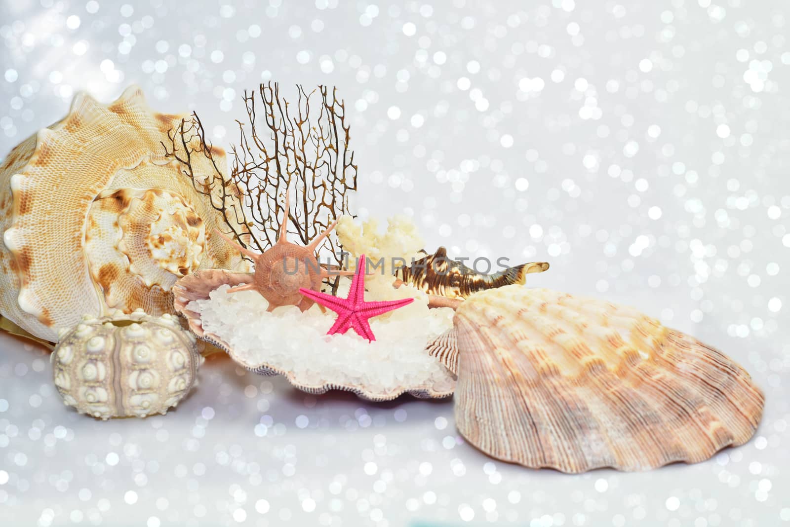 Seashells on white sparkling sandy beach by stellar