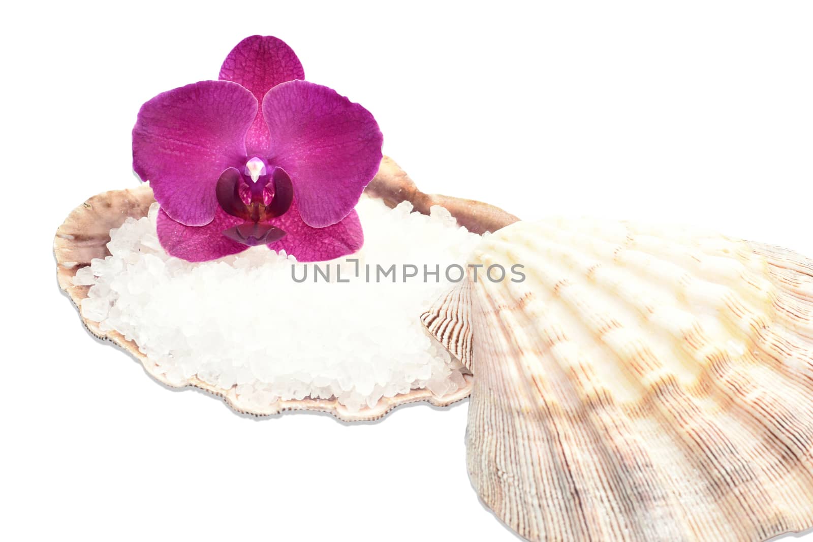 Orchid flower on a seashell with sea salt ,spa decor