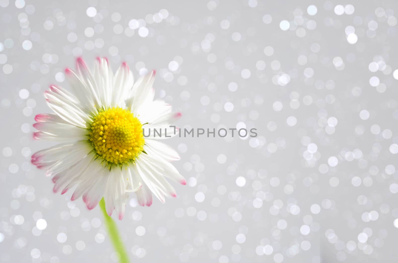 Daisy flower on a sparkling bokeh by stellar