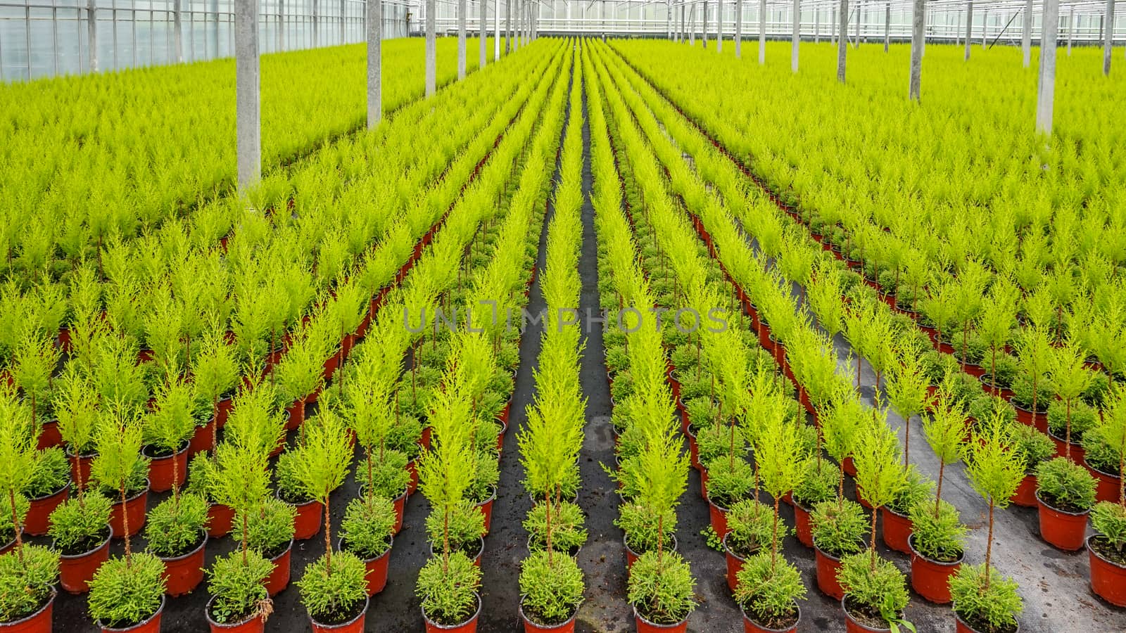 Thousands of small Cupresses trees lined up in a greenhouse