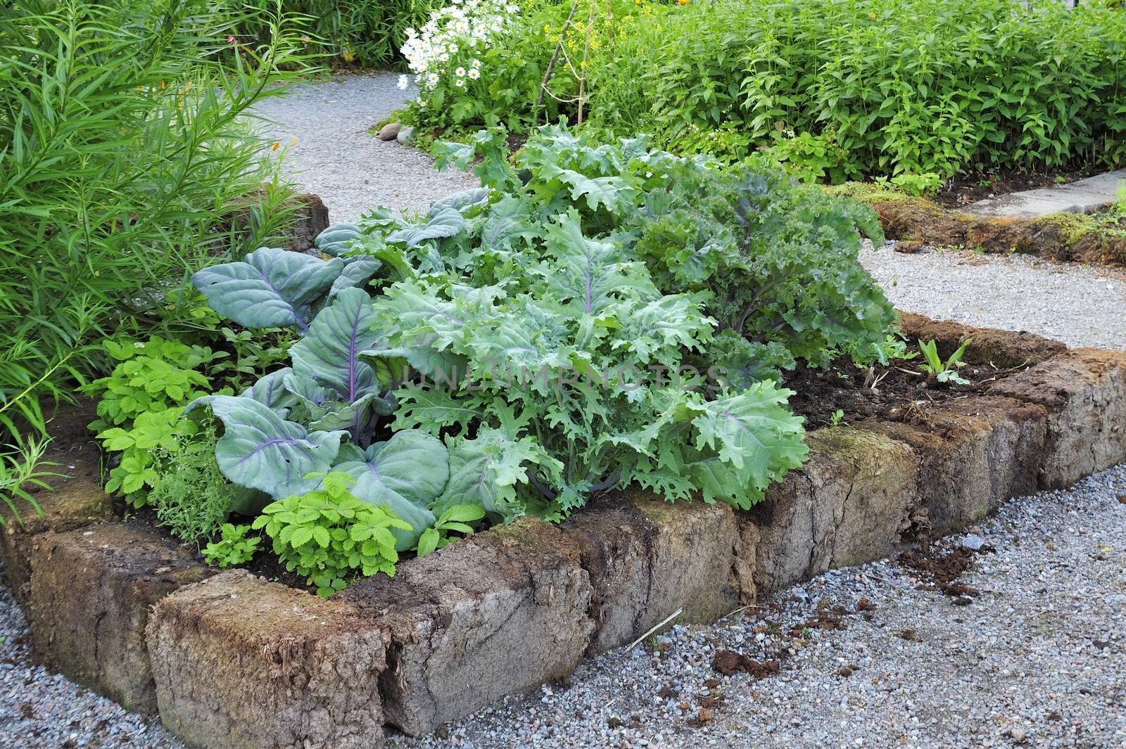 Organic Gardening on the Allotment