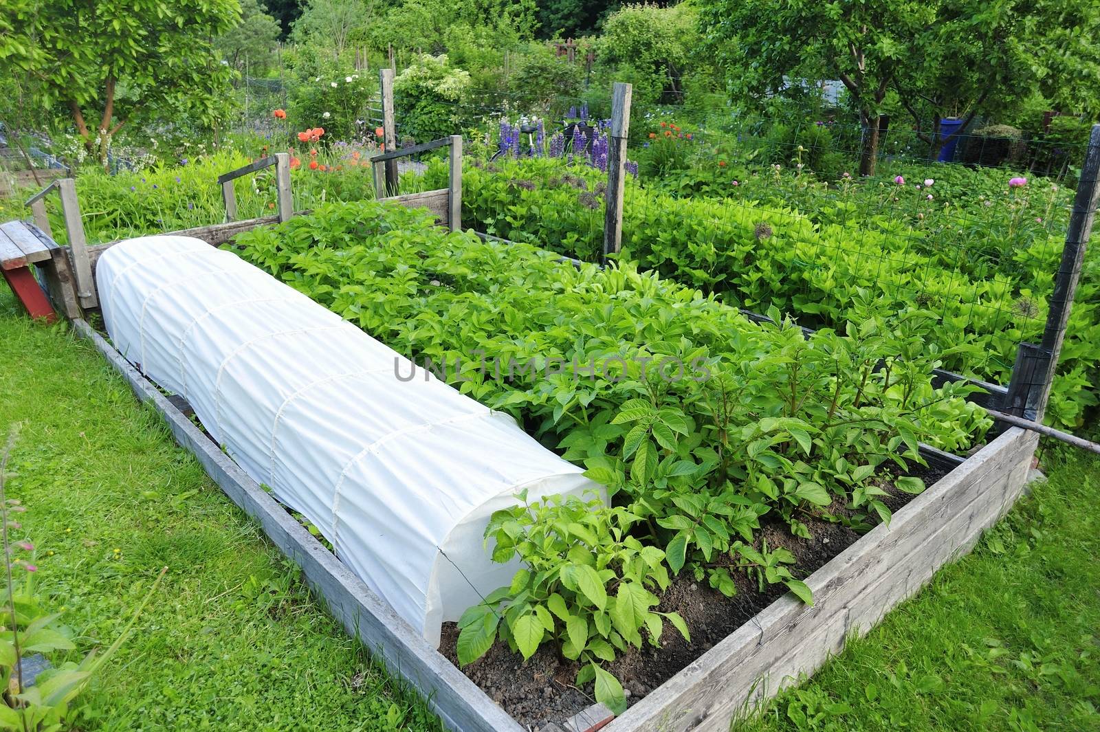 Organic Gardening on the Allotment by a40757