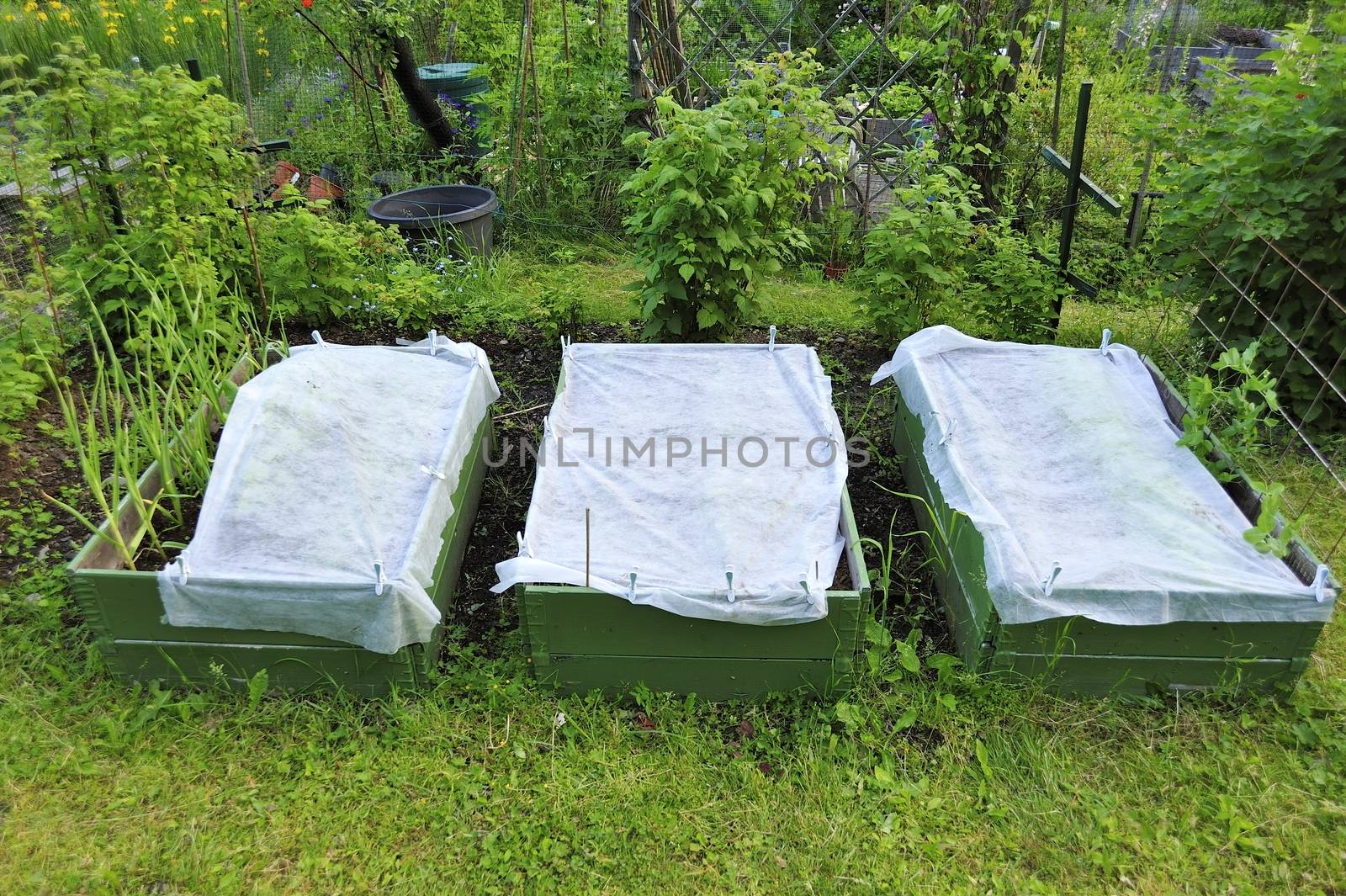 Organic Gardening on the Allotment by a40757