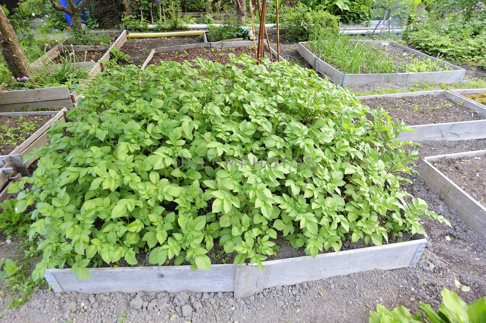 Organic Gardening on the Allotment by a40757