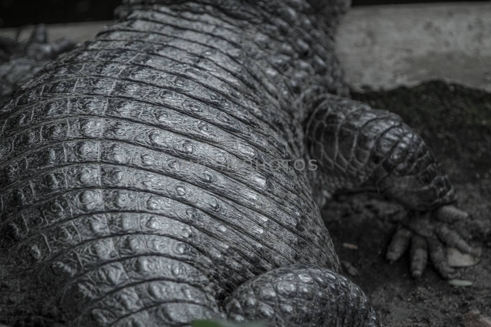 Crocodile skin by letoakin