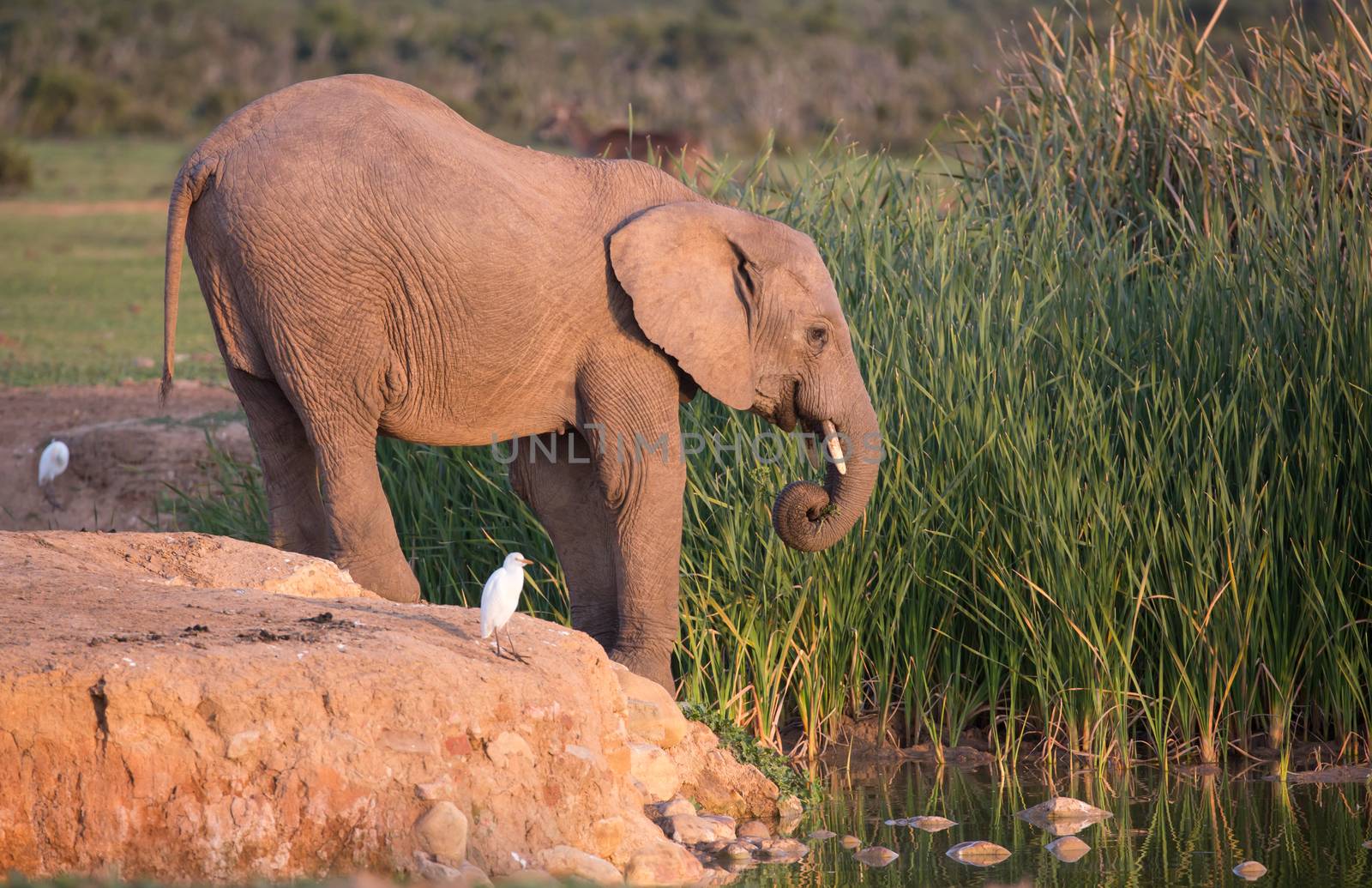 African elephant at the edge of a waterhole in South Africa
