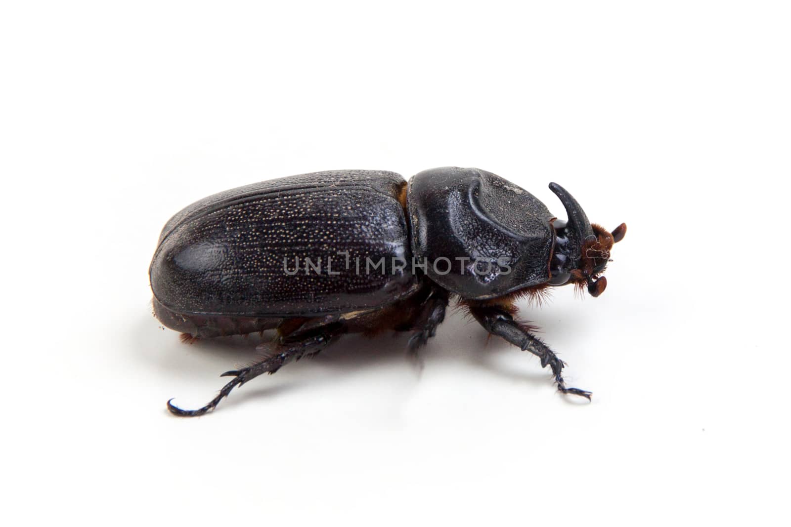 Dynastinae big unicorn beetle on white background