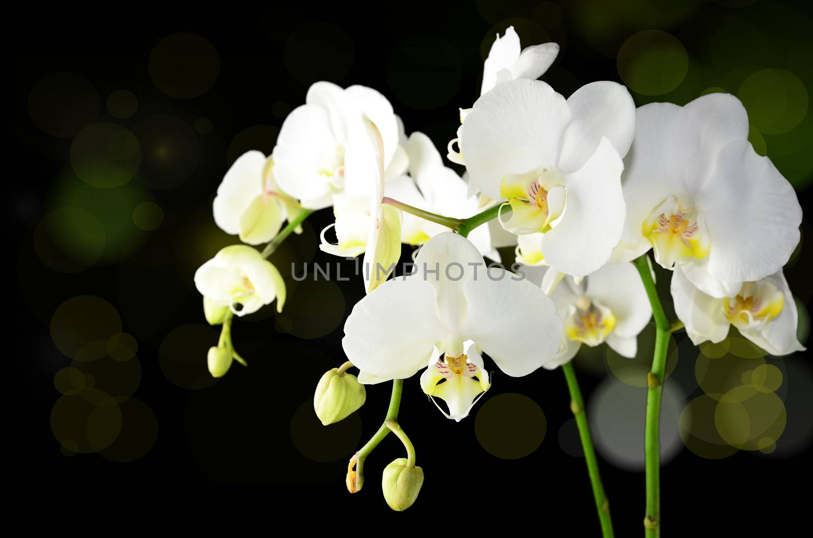 White Orchid by stellar