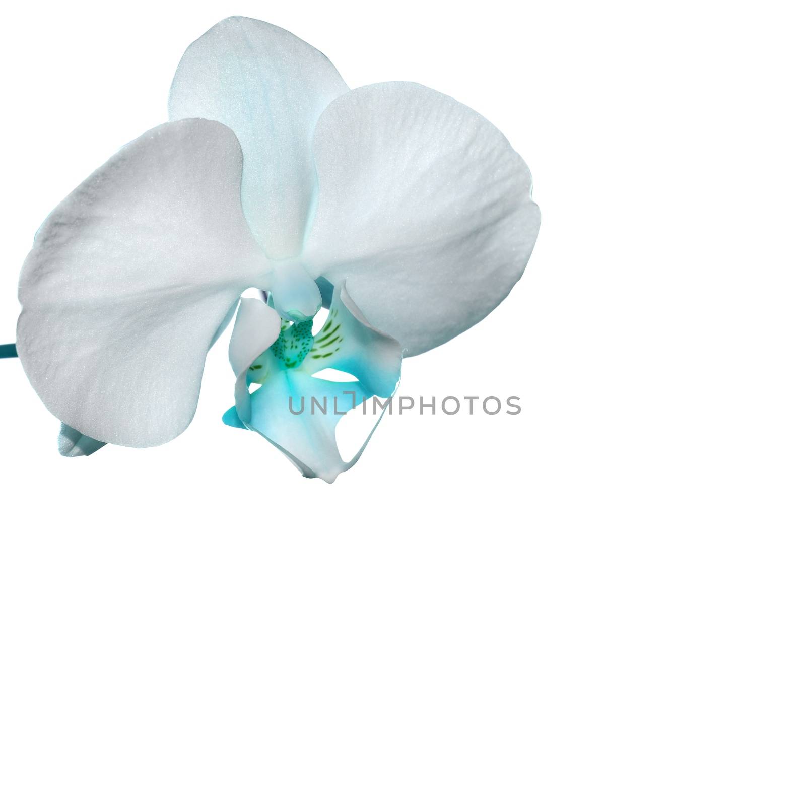 Blue Orchid flower by stellar