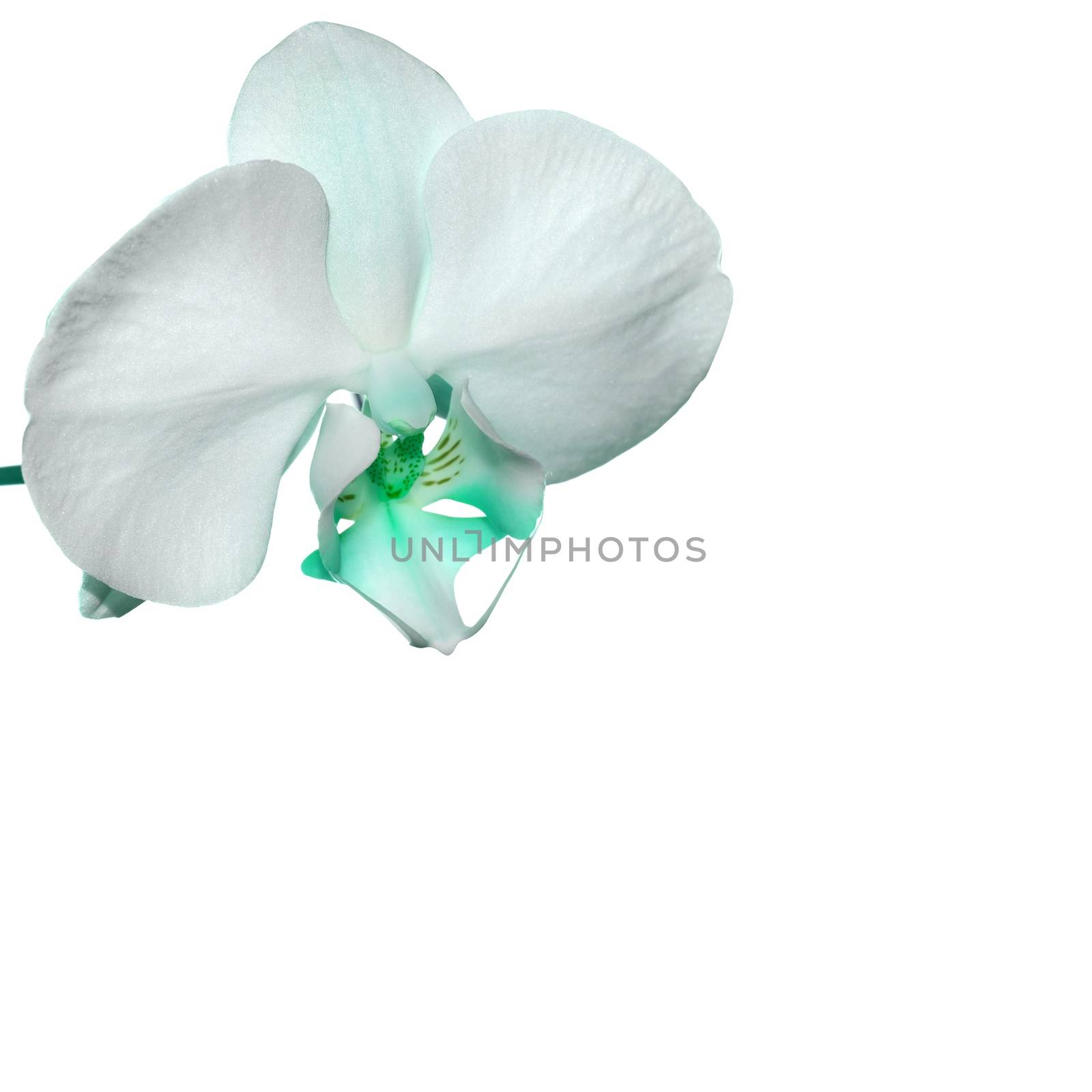 Turquoise Orchid flower by stellar