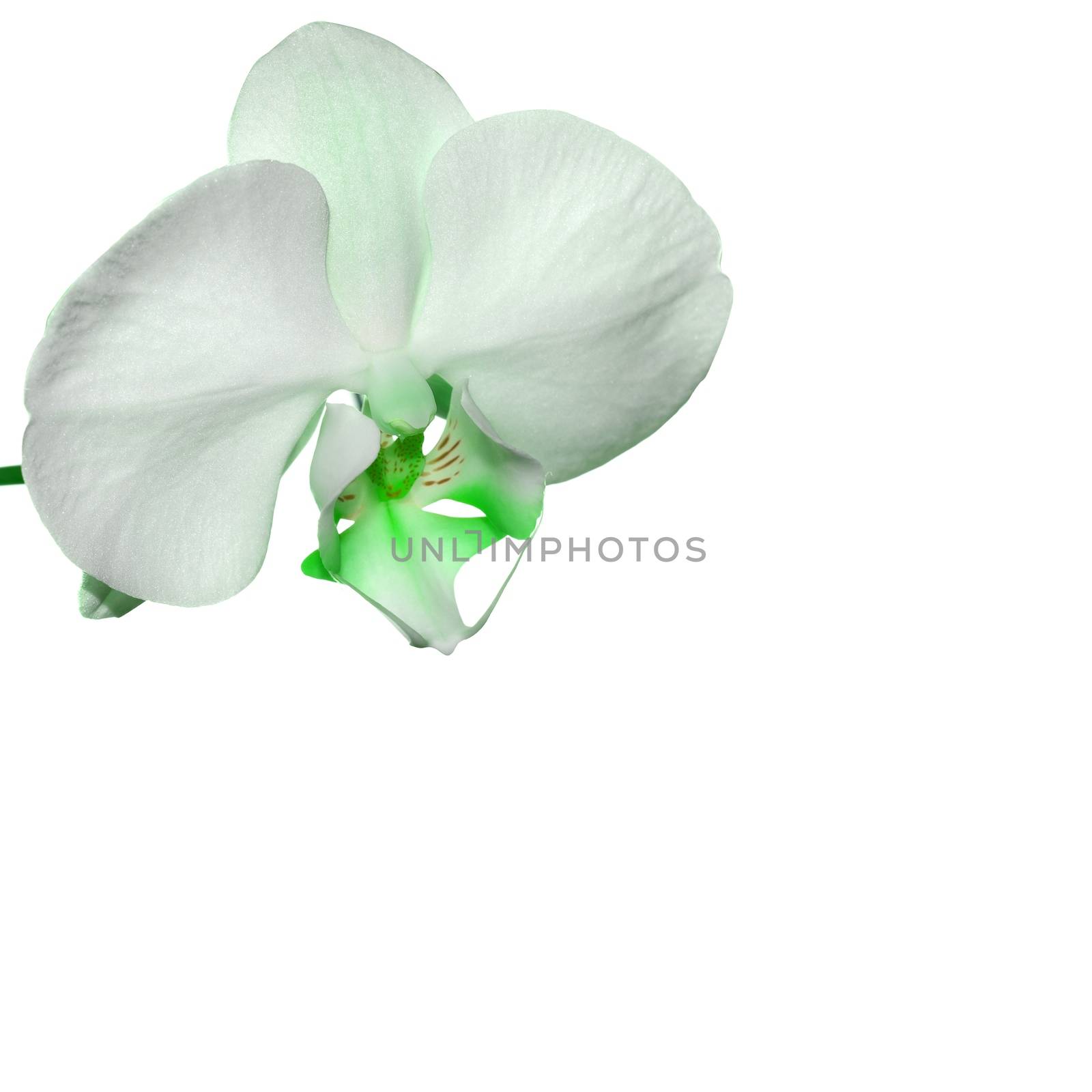 Green Orchid by stellar