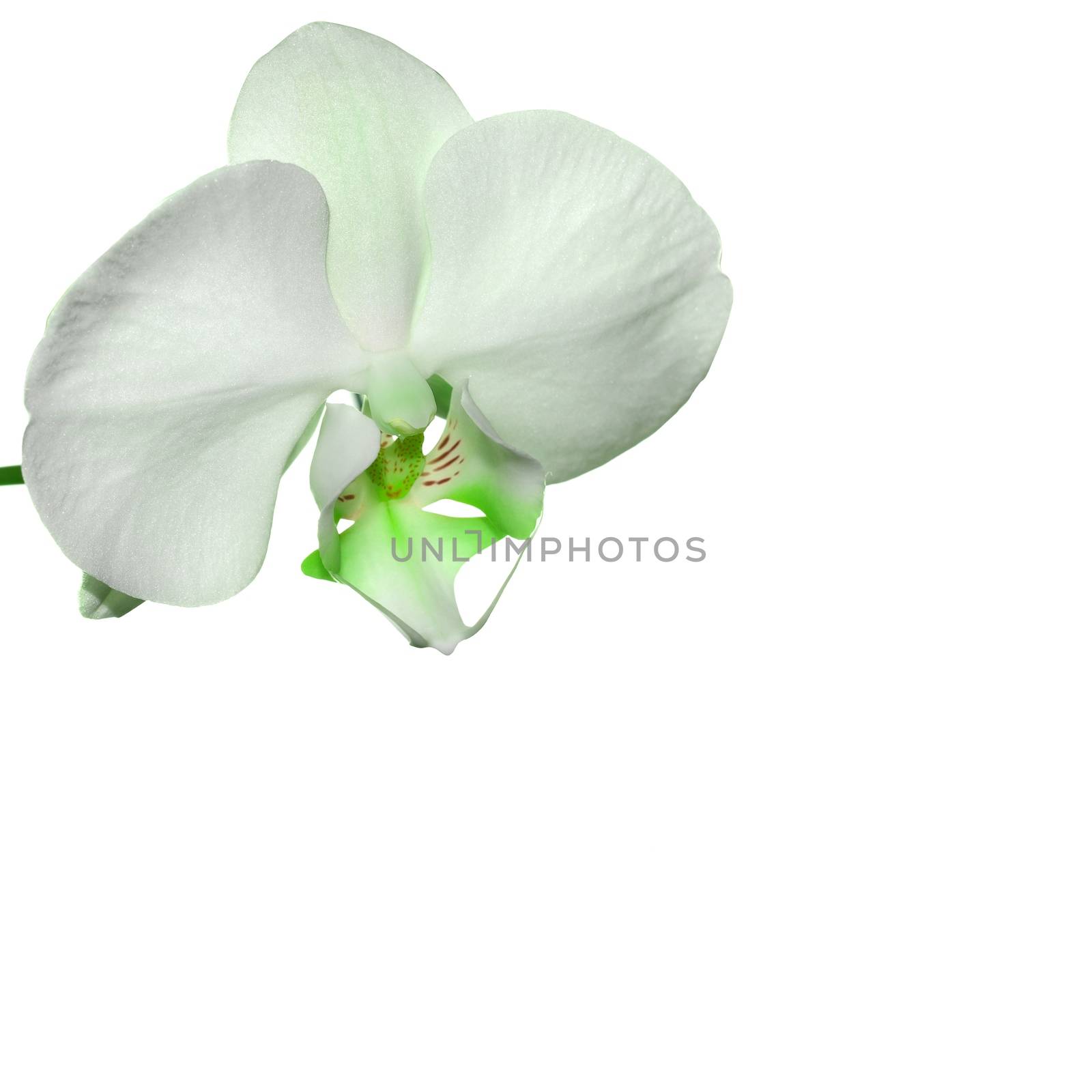 Light Green Orchid flower by stellar