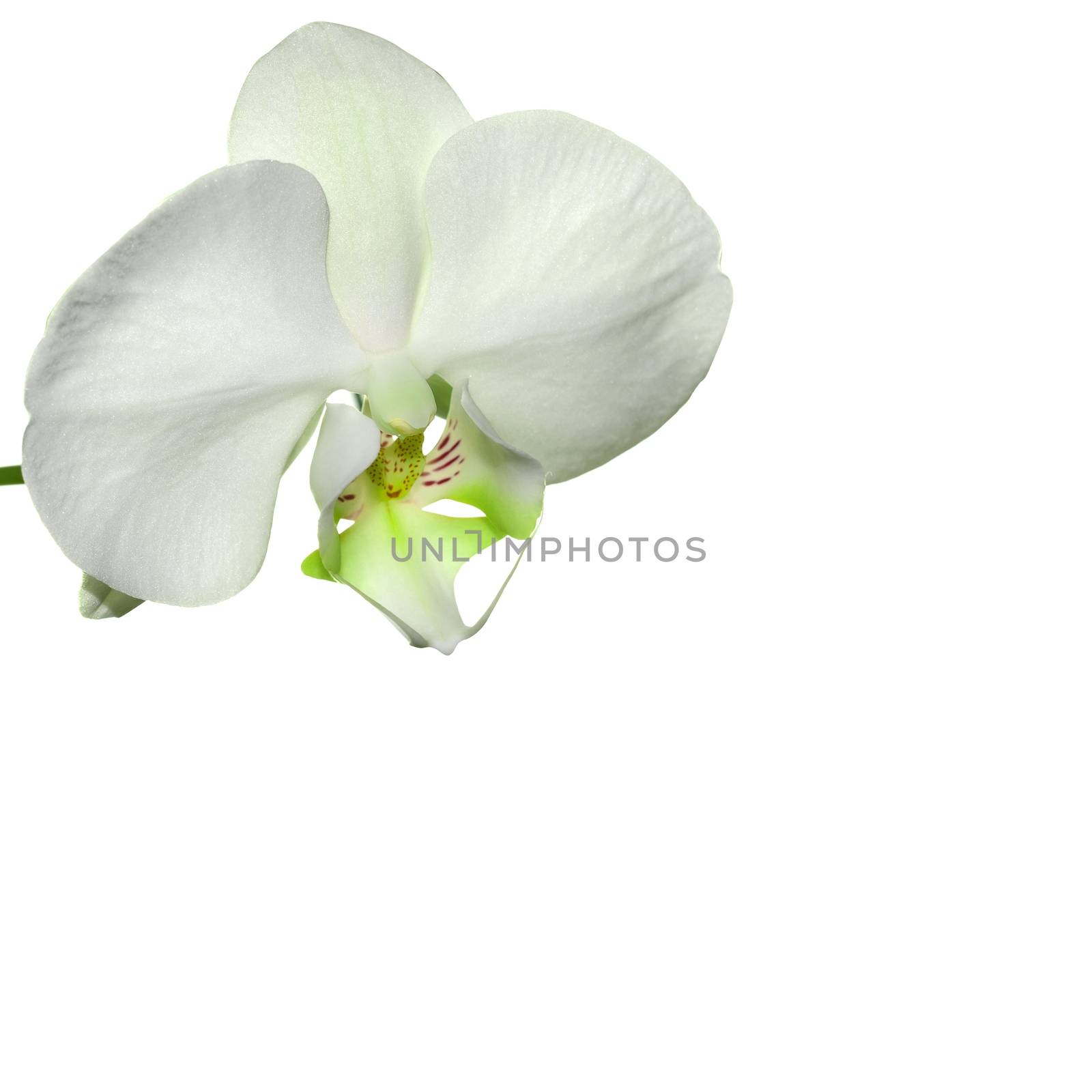 Lime Orchid flower by stellar
