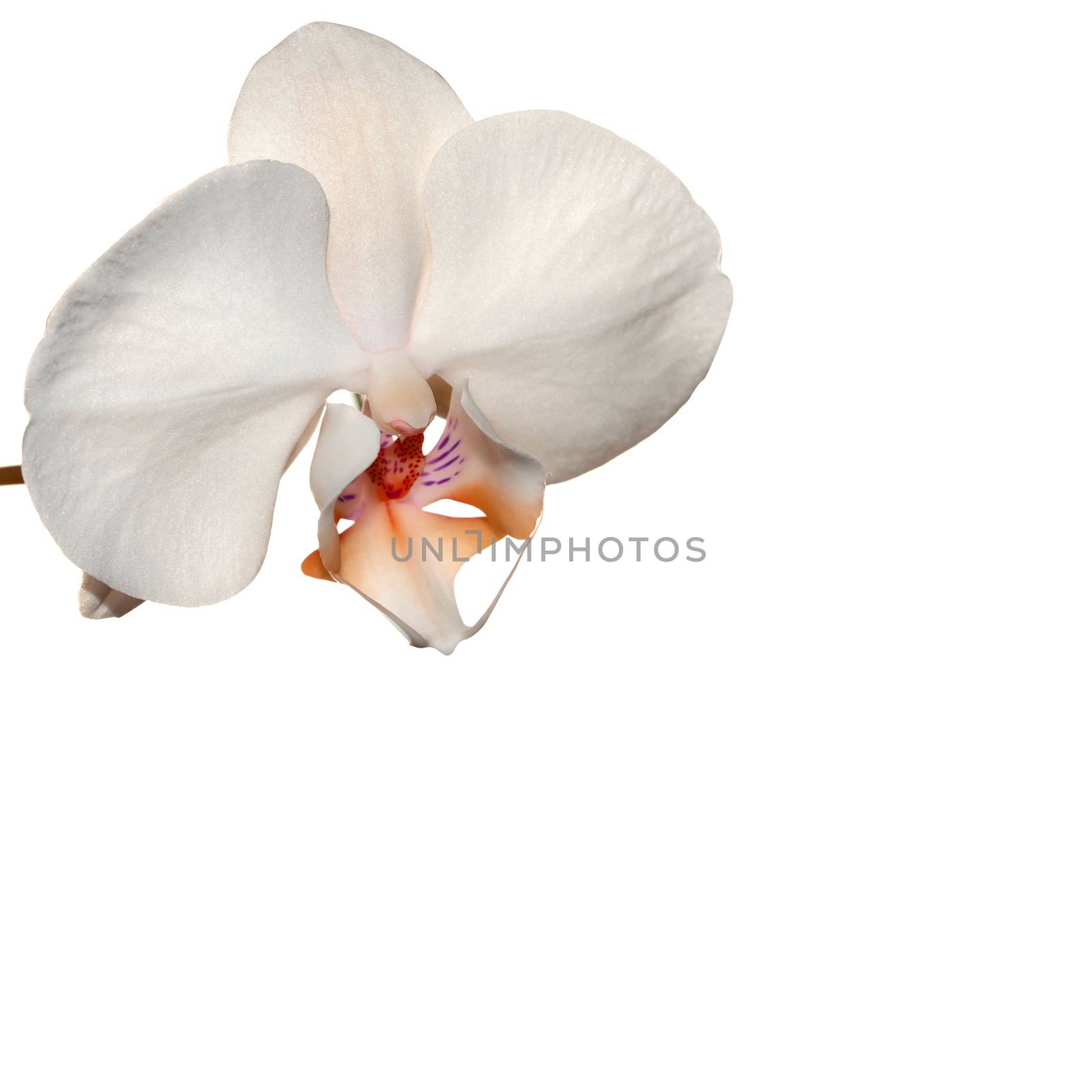 Orange orchid flower by stellar