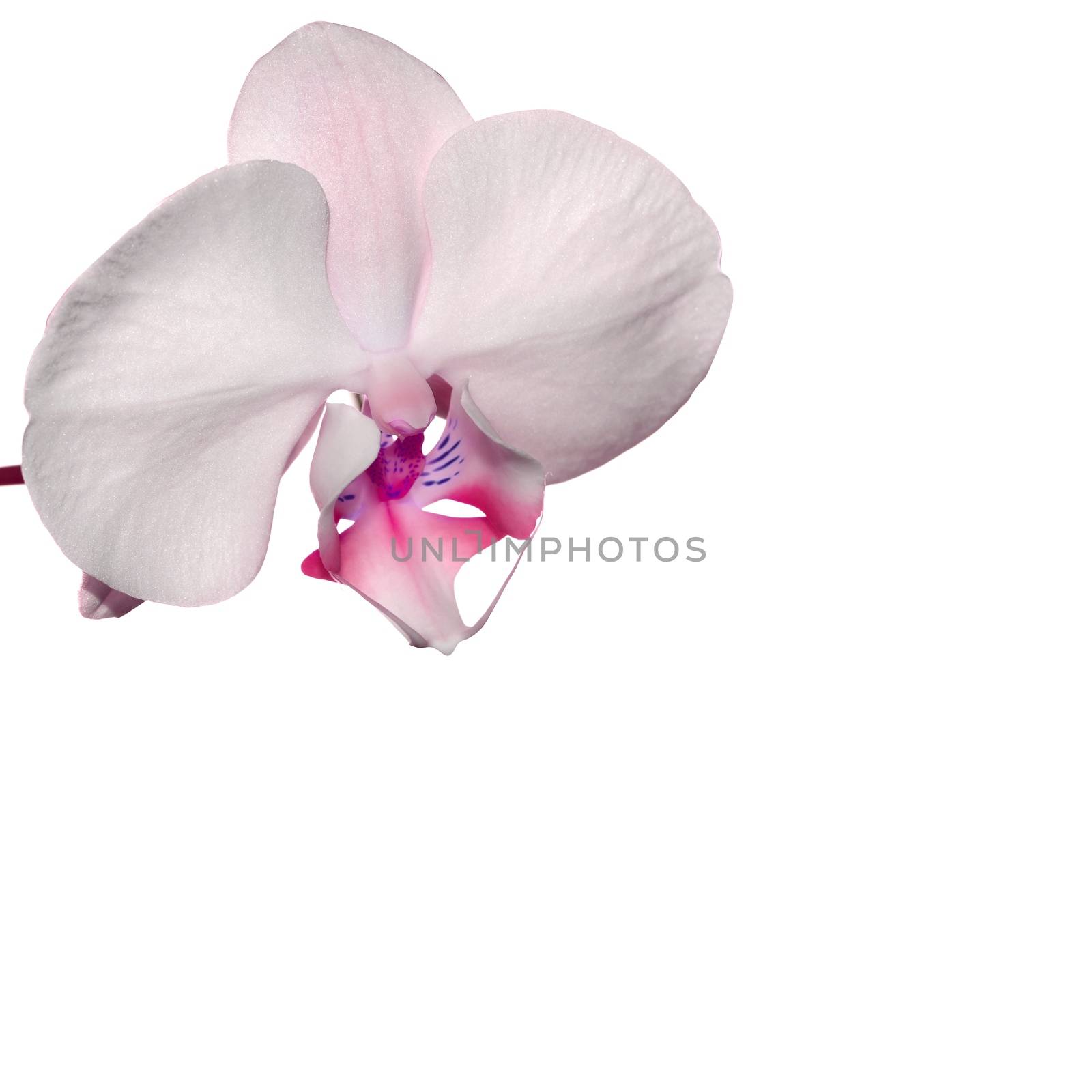 Beautiful orchid flower background with space for your text