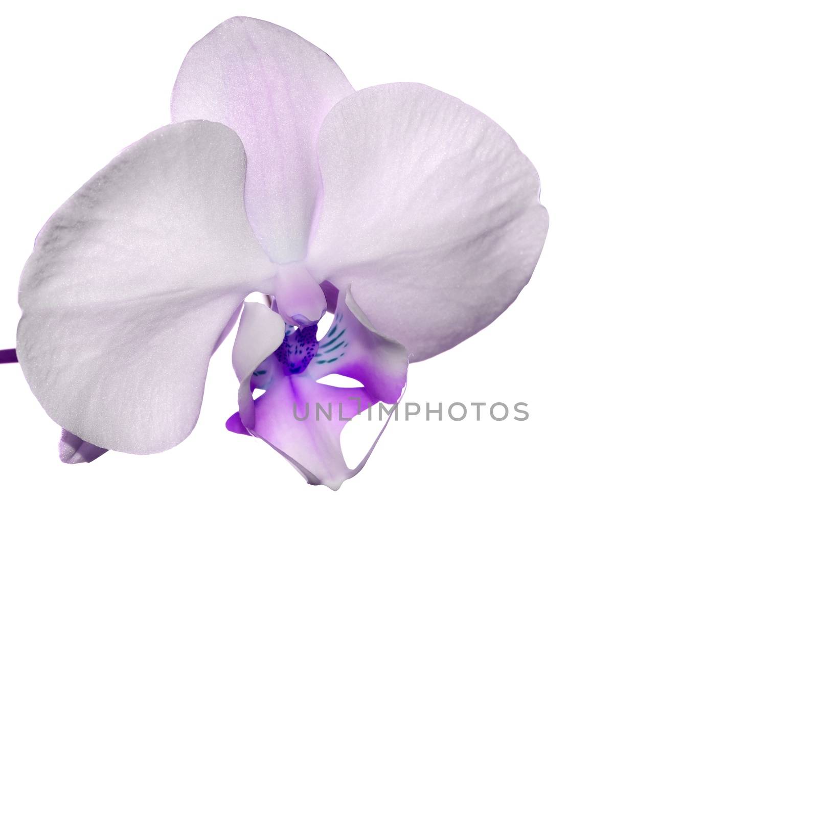 Purple Orchid by stellar