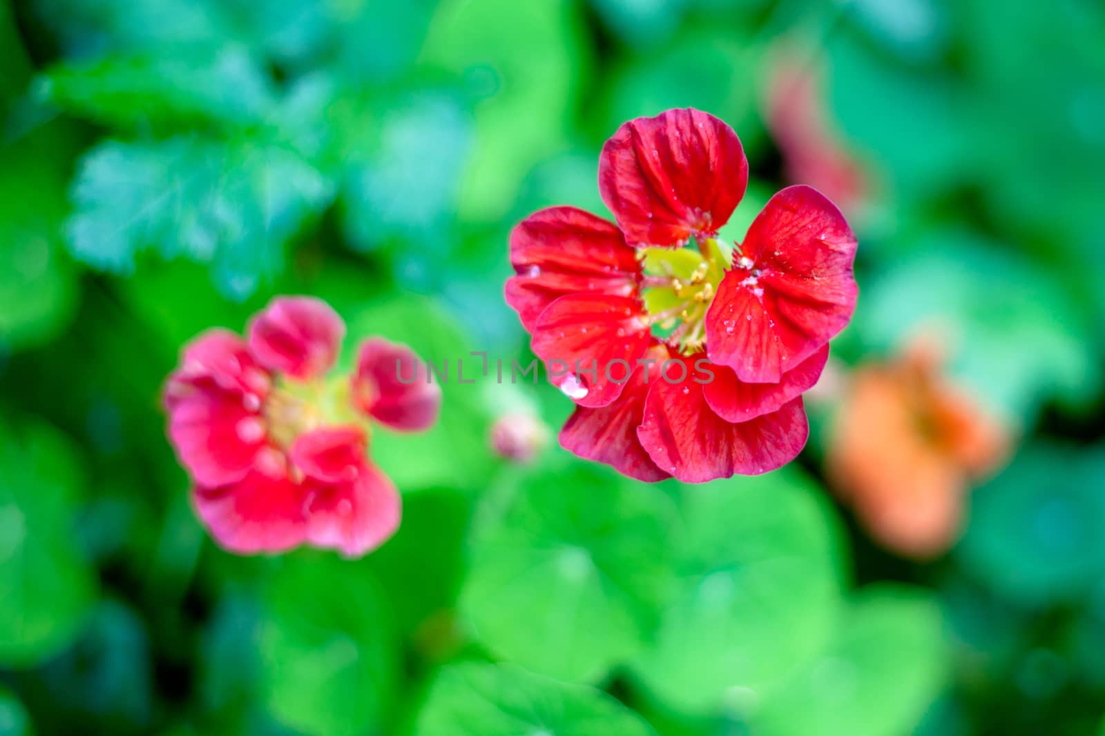 Two red flowers on a green background
