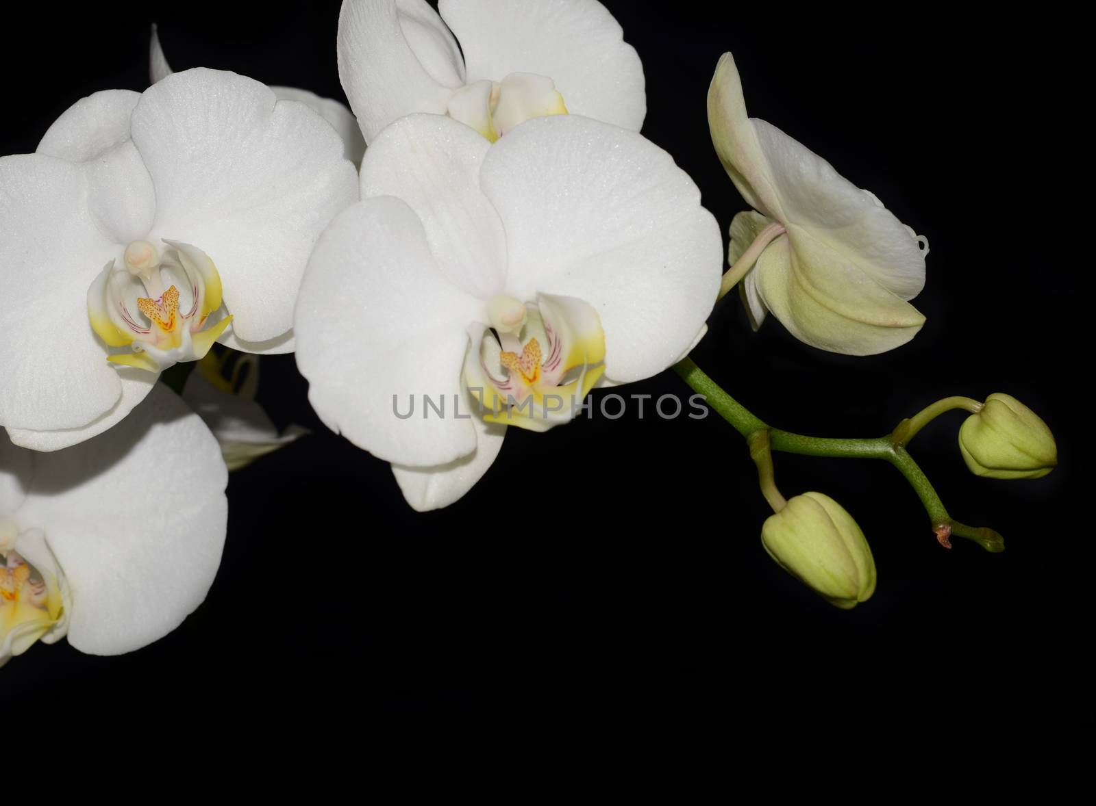 Beautiful white orchid flower on a black  background 