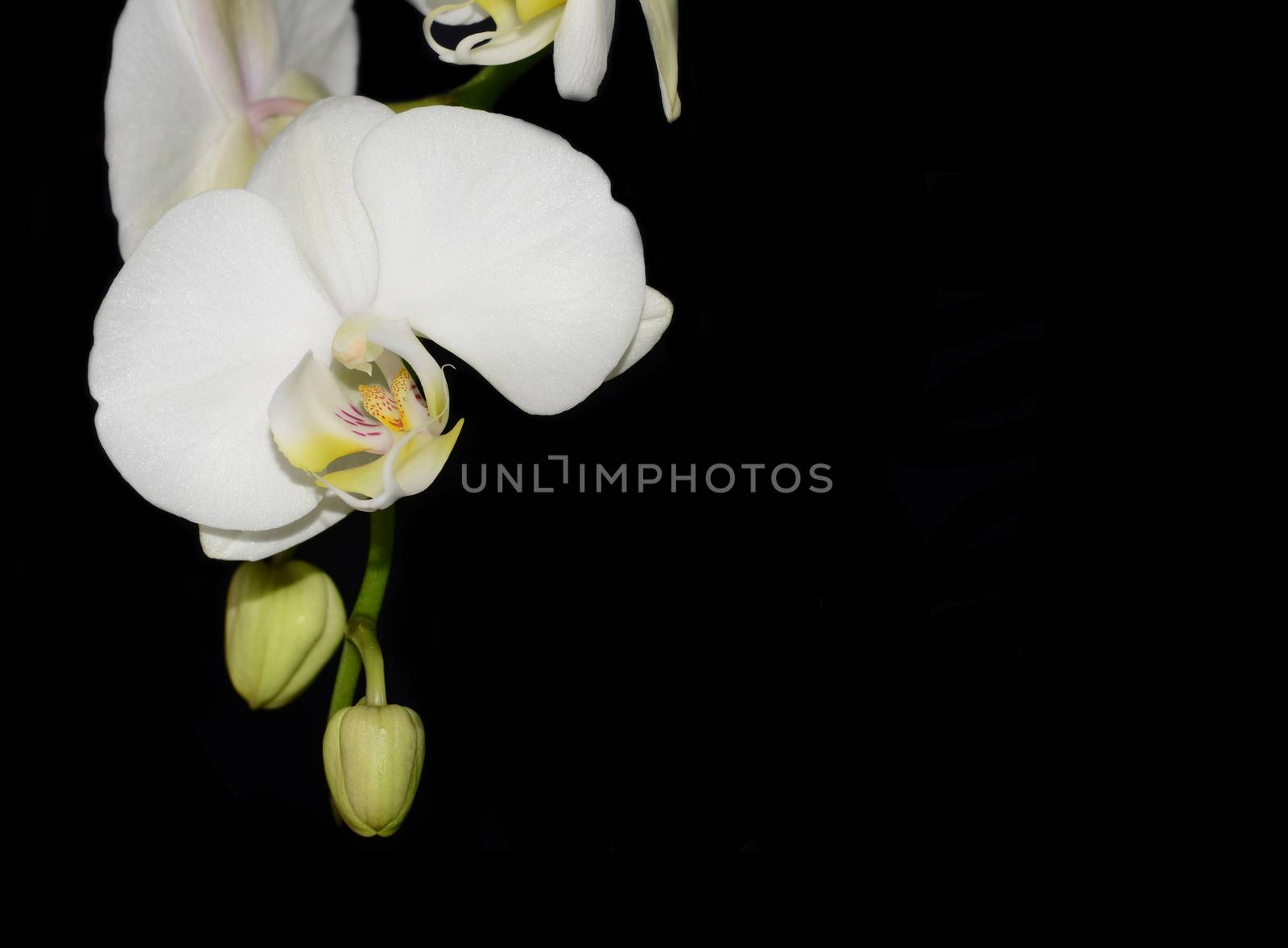 White orchid flower by stellar