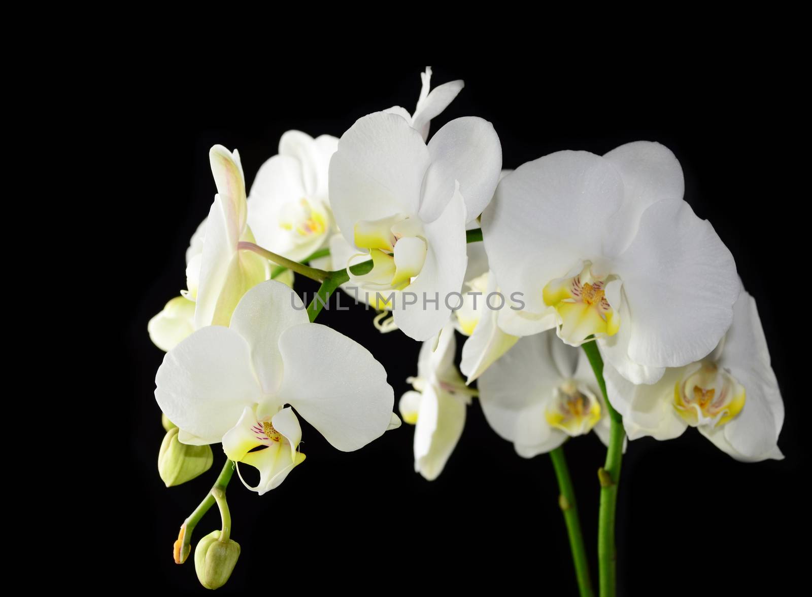 Beautiful white orchid flower on a black  background