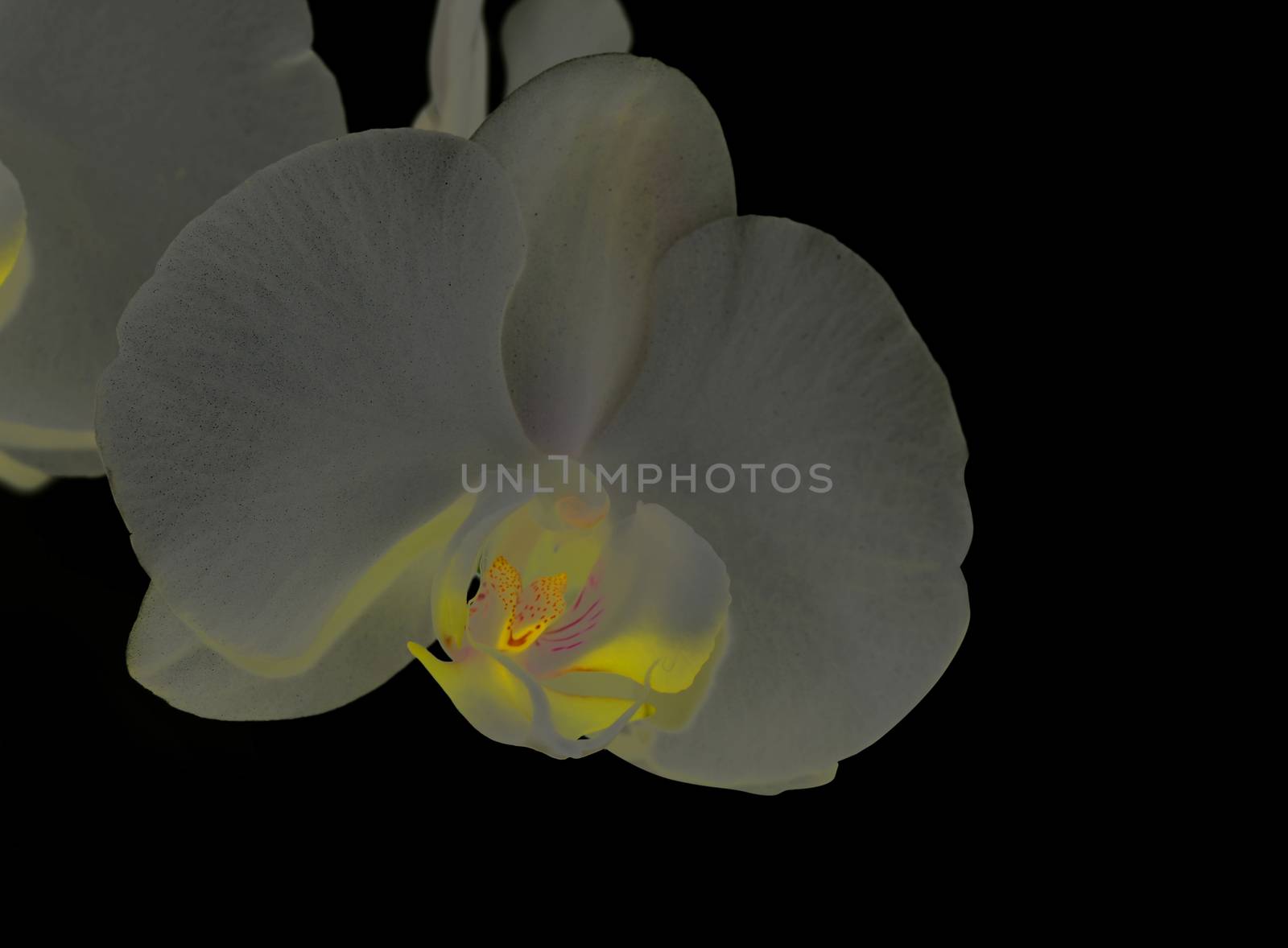 Beautiful white orchid flower on a black  background