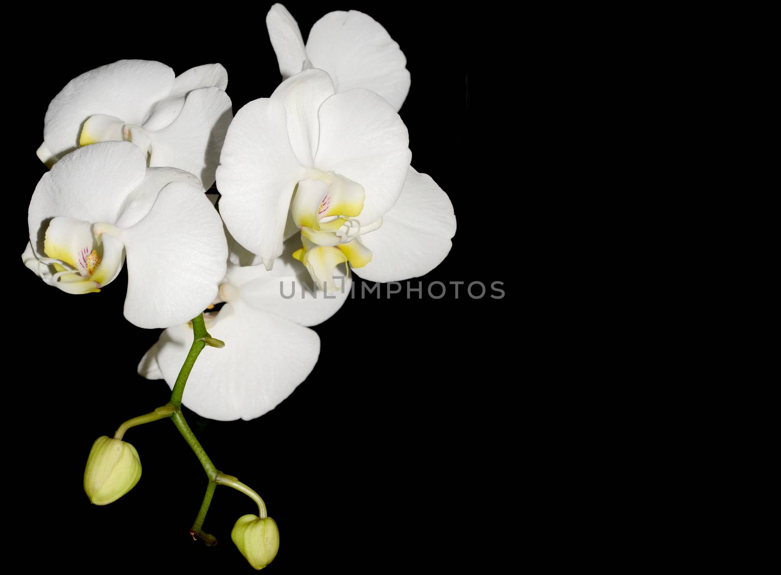 White orchid flower by stellar