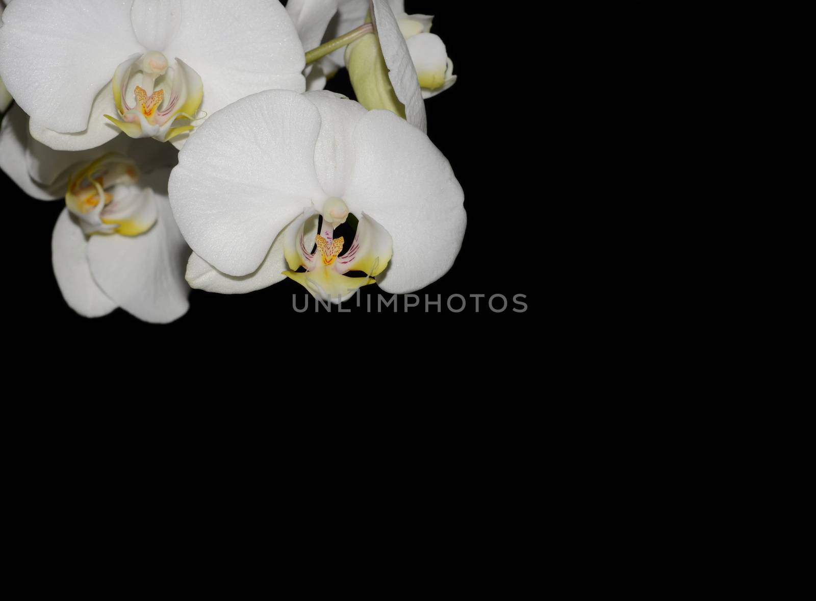 White orchid flower by stellar