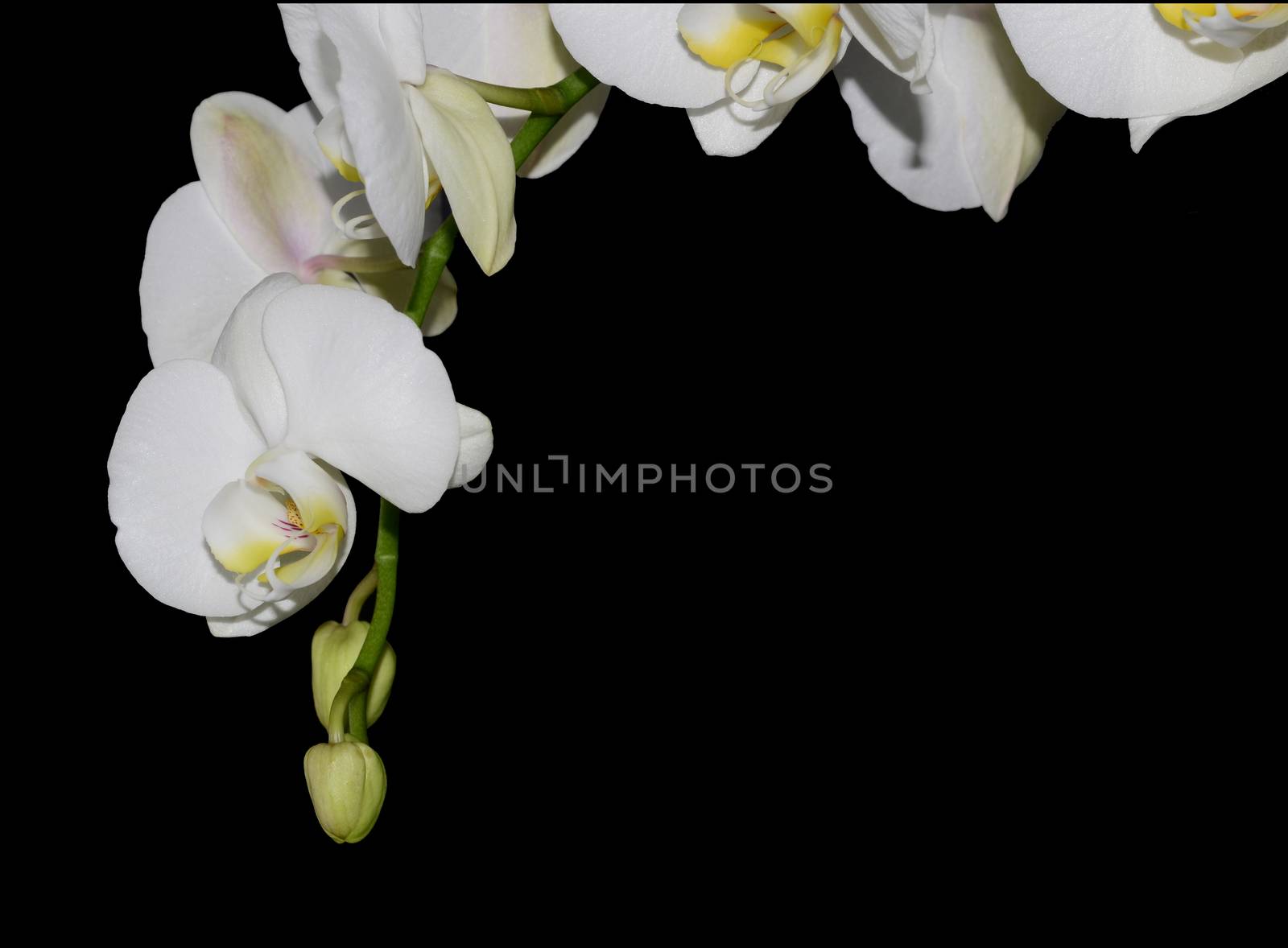 Beautiful white orchid flower on a black  background