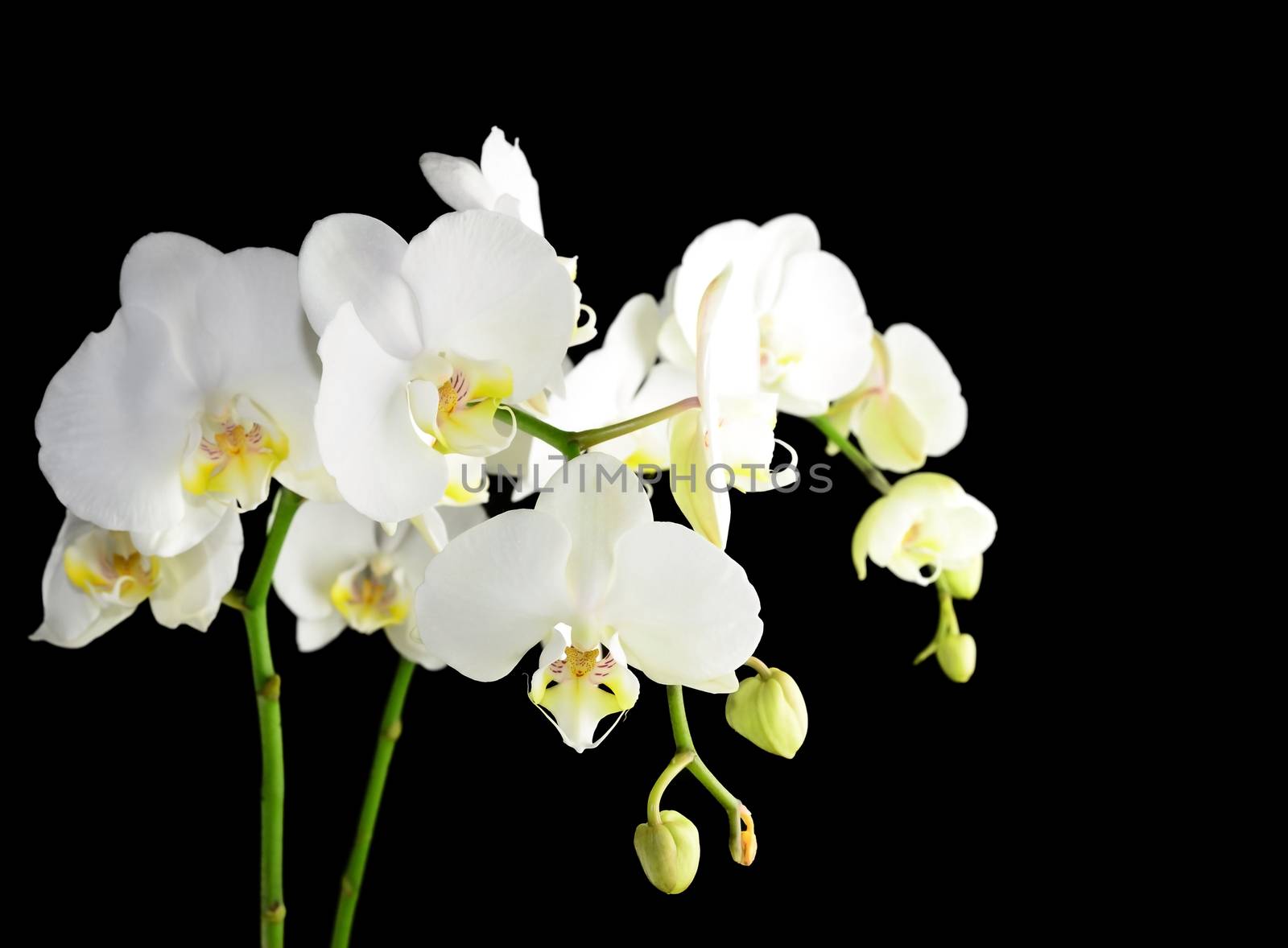 Beautiful white orchid flower on a black  background