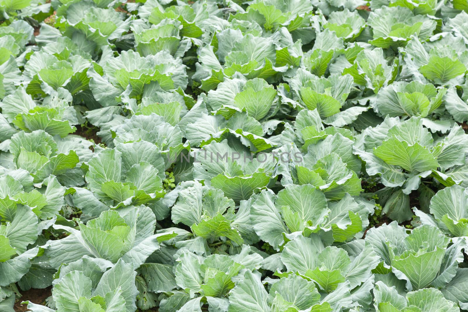 Agriculture cabbage areas planted cabbage big mountain cold.