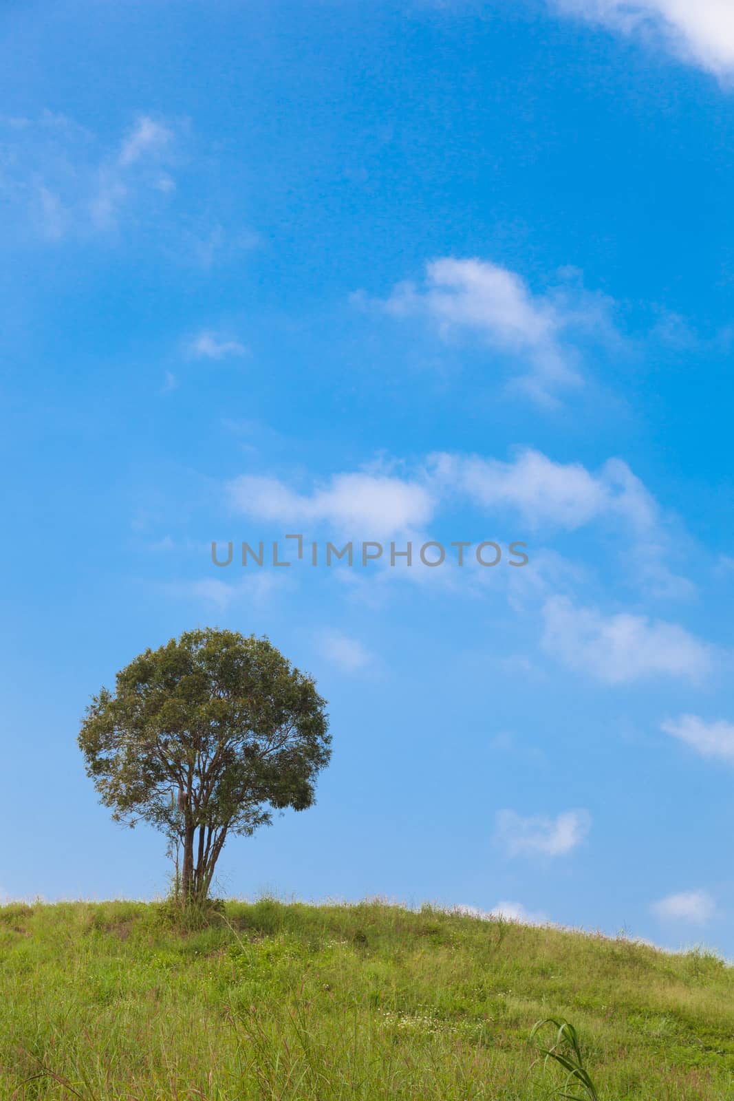 Big tree on a hillside. A large tree in the middle of pastures. Mostly clear skies