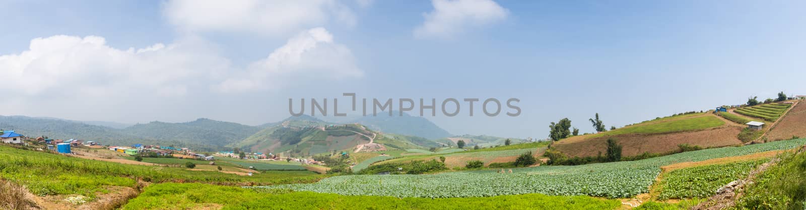 Panorama cabbage cultivation area by a454