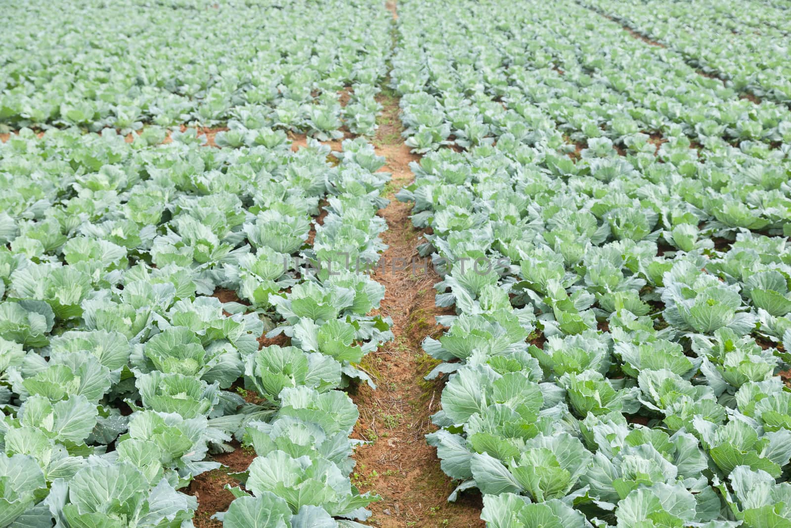 Agriculture cabbage areas planted cabbage big mountain cold.