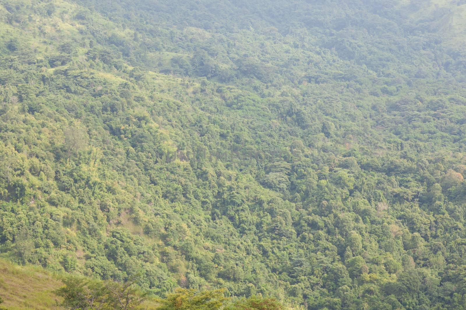 forest. The tree-covered slopes of the mountain area. Fertile area