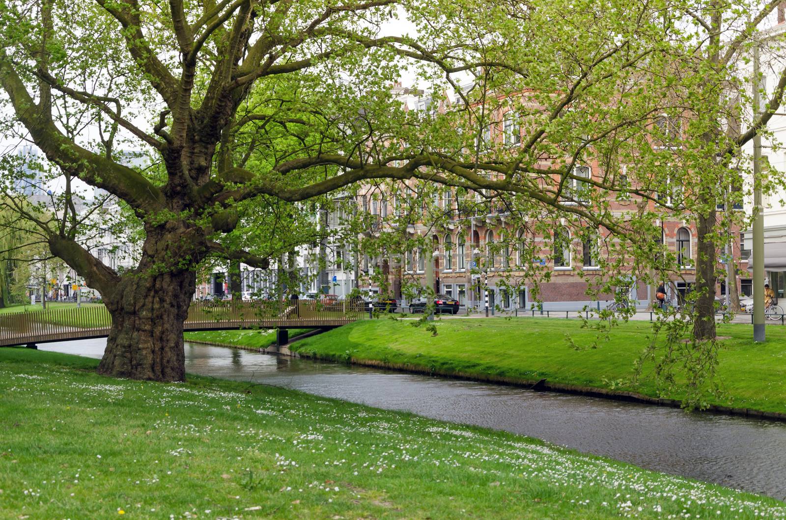 Beautiful Westersingel Street near Museumpark in Rotterdam by siraanamwong