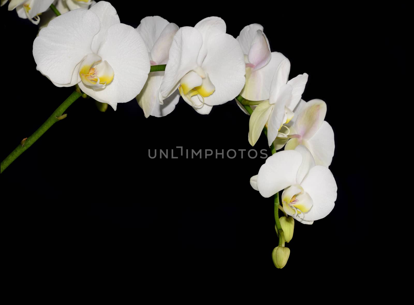 Beautiful white orchid on a black  background 