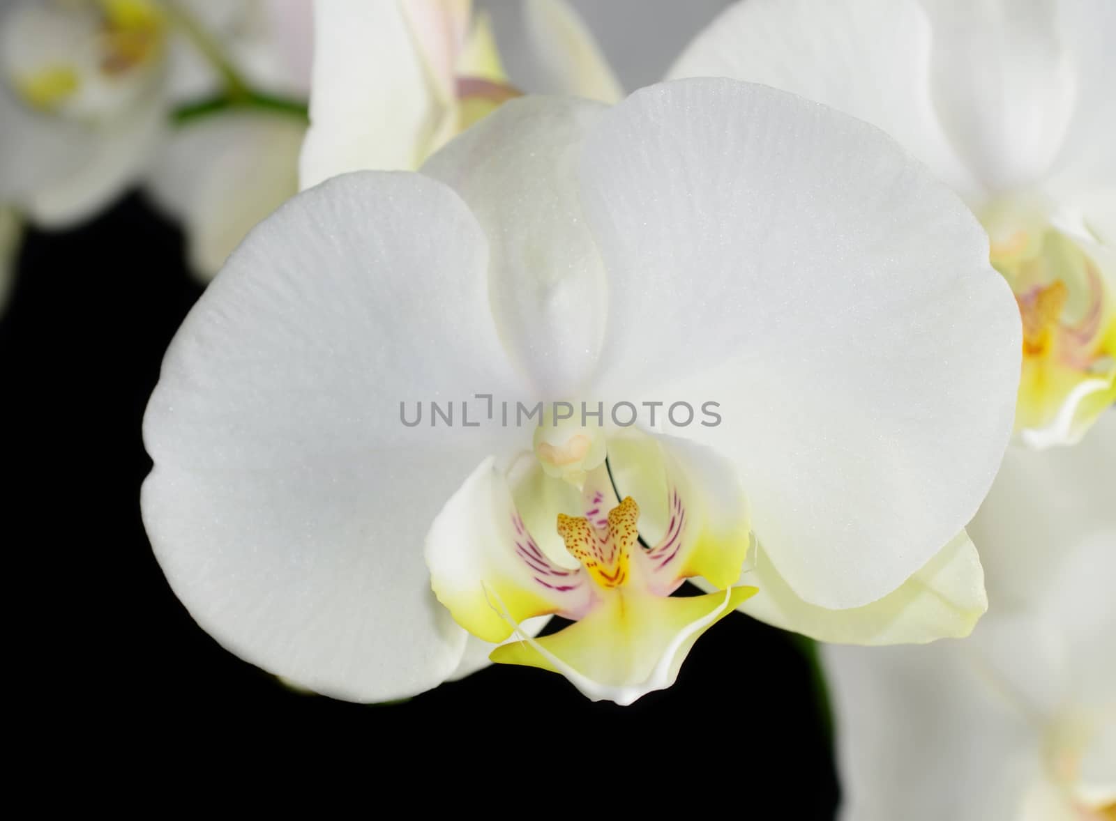 Beautiful white orchid flower on a black  background