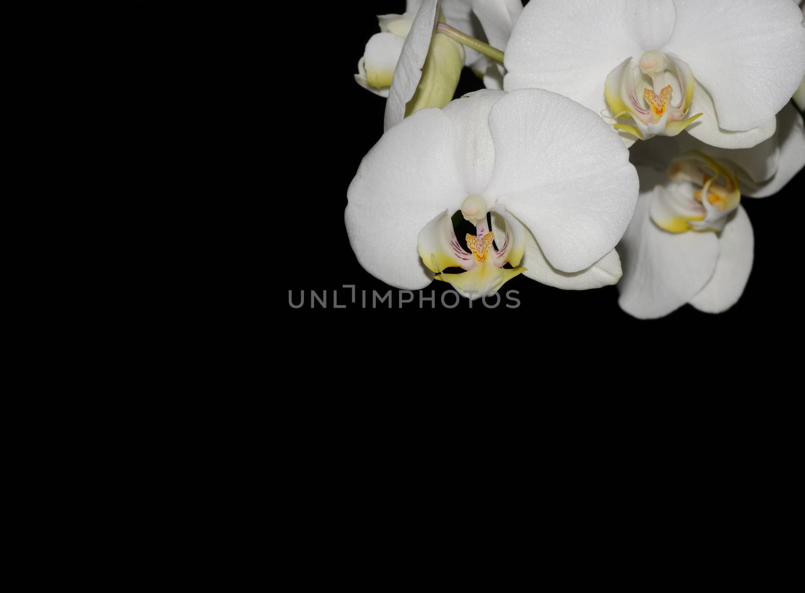  White Orchid flower by stellar