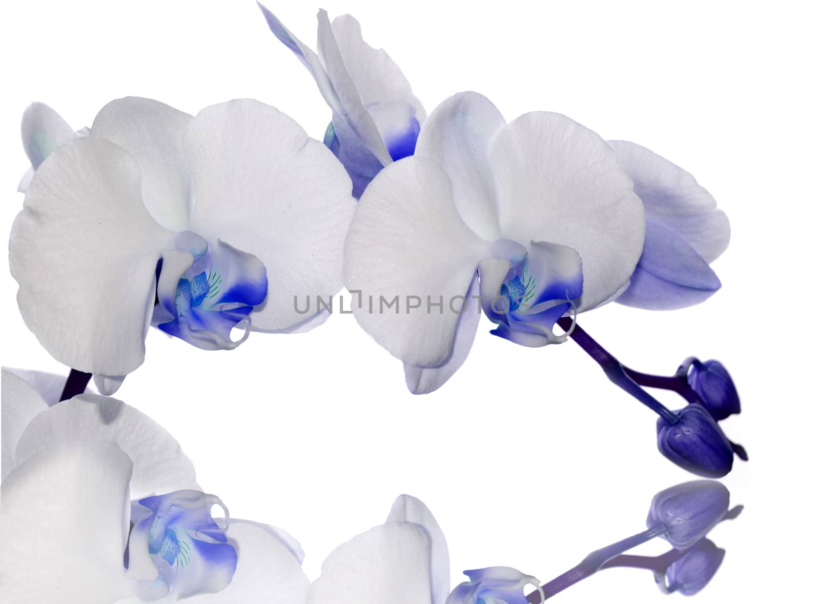 Indigo Orchid flower by stellar