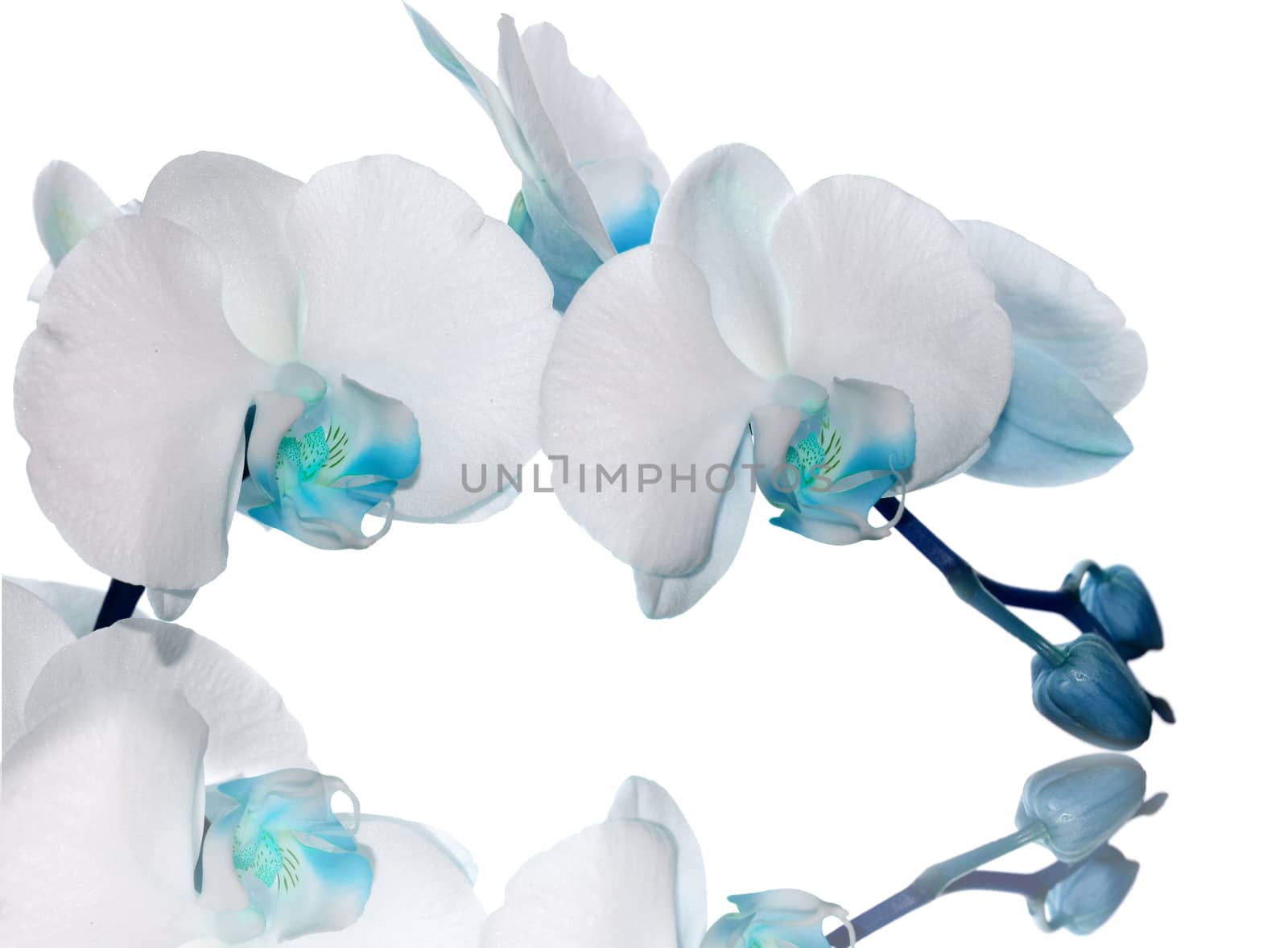 Beautiful light blue orchid flower on a white  background