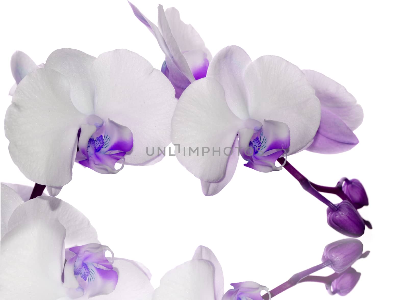 Purple Orchid flower by stellar