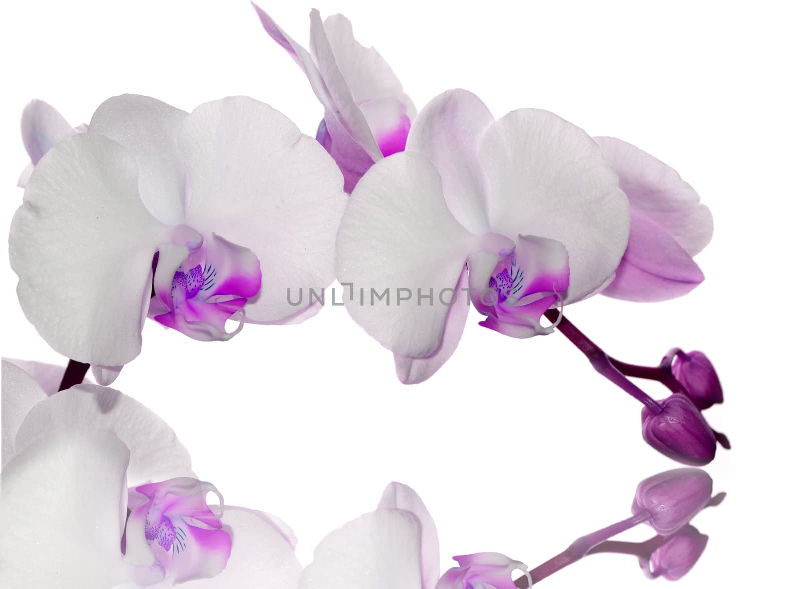 Beautiful violet orchid flower on a white  background