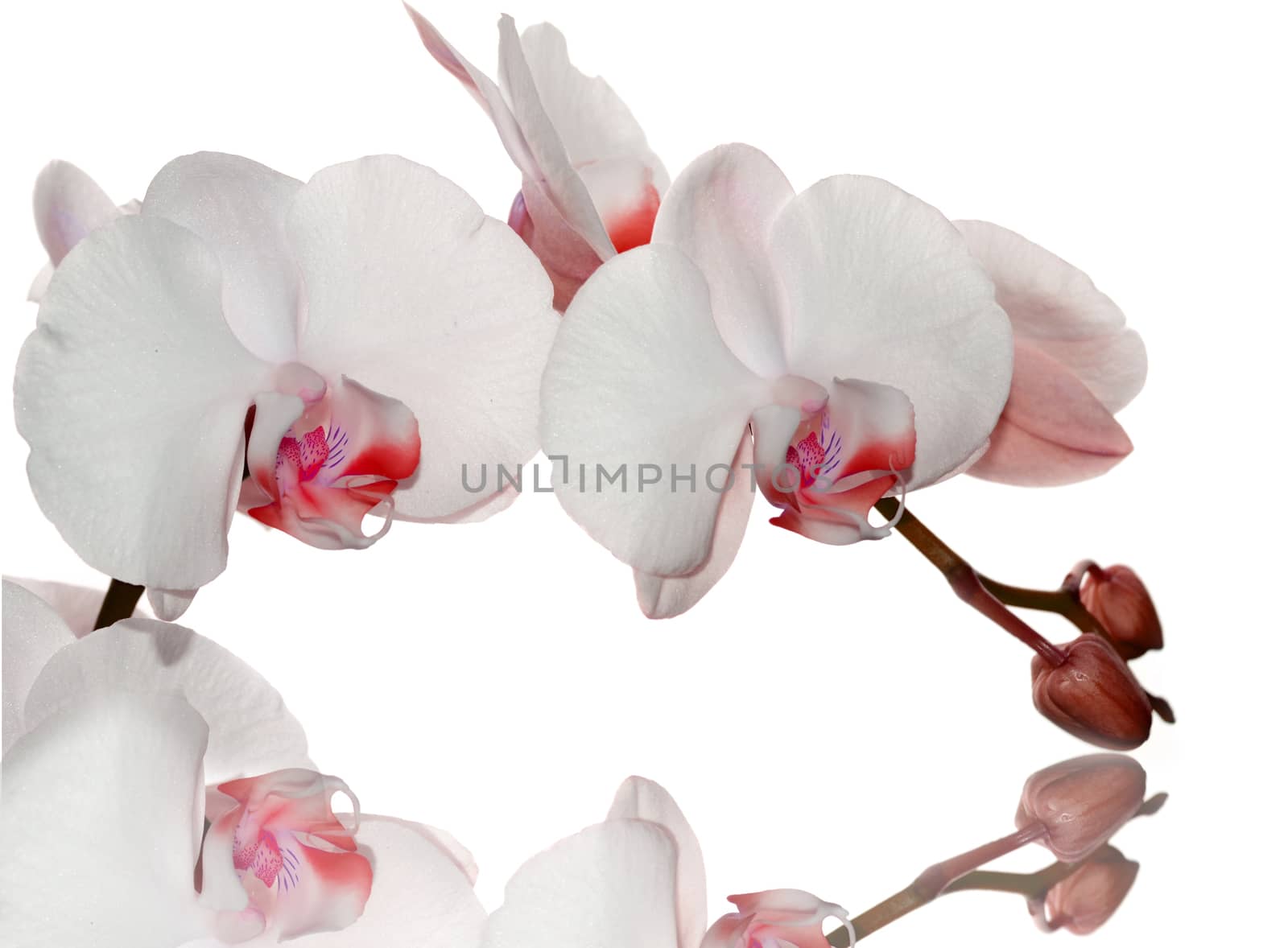 Beautiful red orchid flower on a white  background