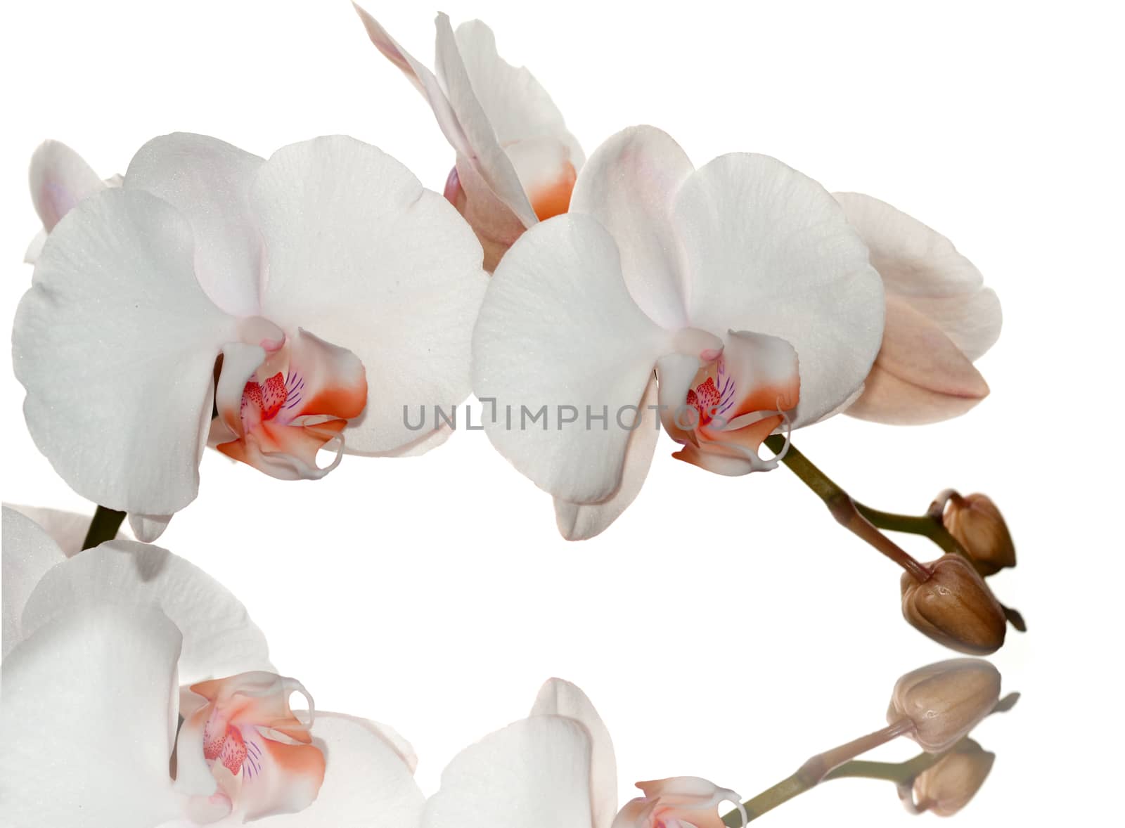Beautiful orange orchid flower on a white  background